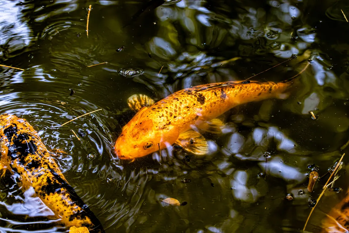 Creating a Wildlife Pond for Herons and Other Wetland Birds