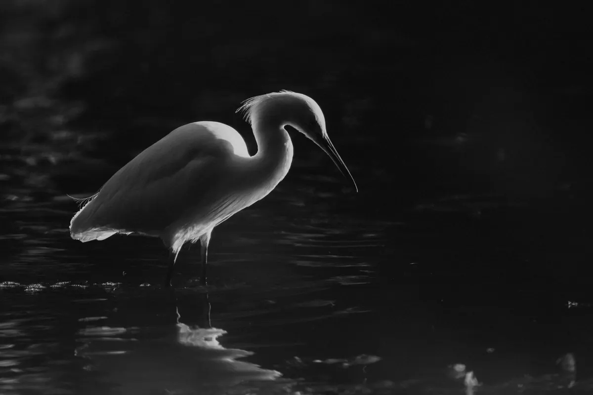 Grey Heron or Little Egret? A Side-by-Side Comparison for UK Birders