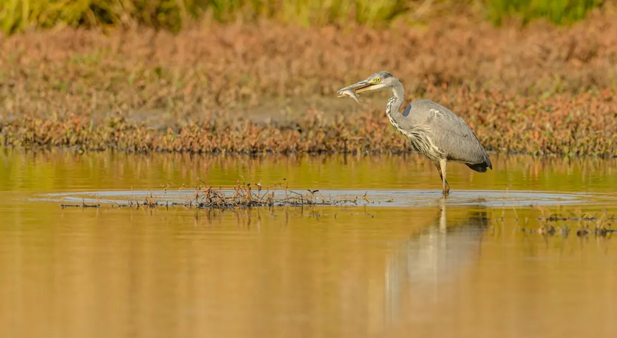 How to Identify British Herons, Egrets and Bitterns: A Field Guide for Beginners