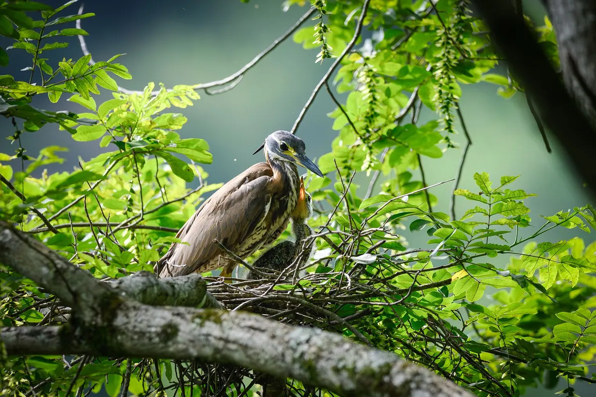 Seasonal Heron Activity in the UK: What to Look For Each Month