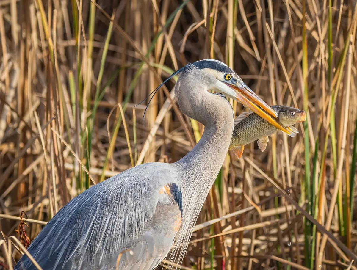 The Role of Herons in Wetland Ecosystems: Indicator Species Explained