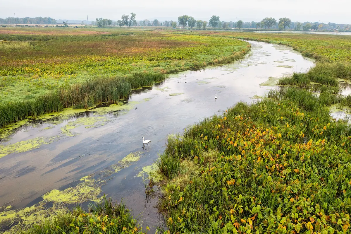 Wetland Conservation Success Stories in the UK: What Heron Data Tells Us