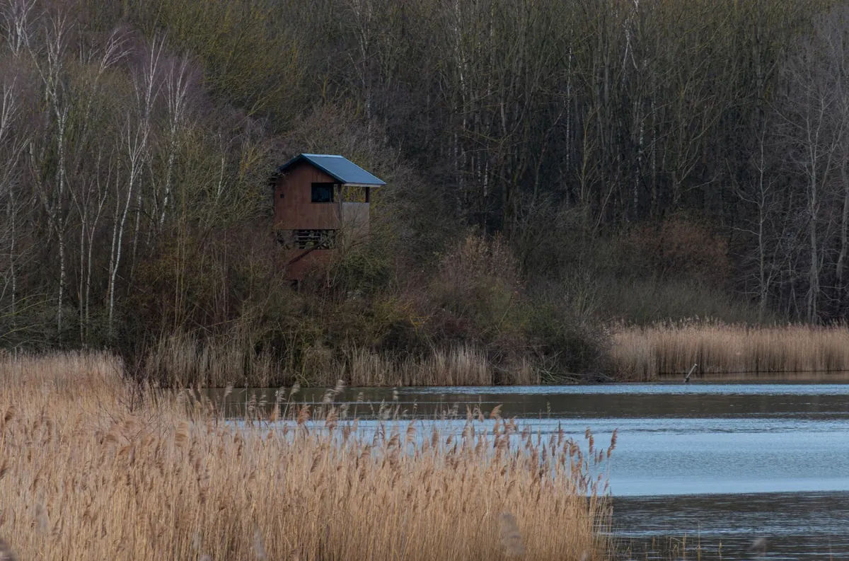 Where to See Herons in the UK: 10 Ethical Local Hotspots